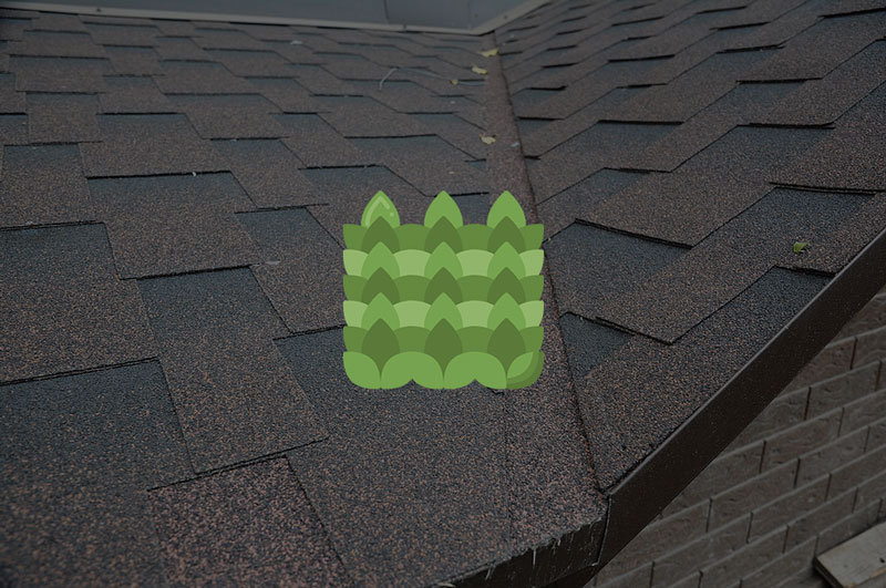 how to remove roof moss