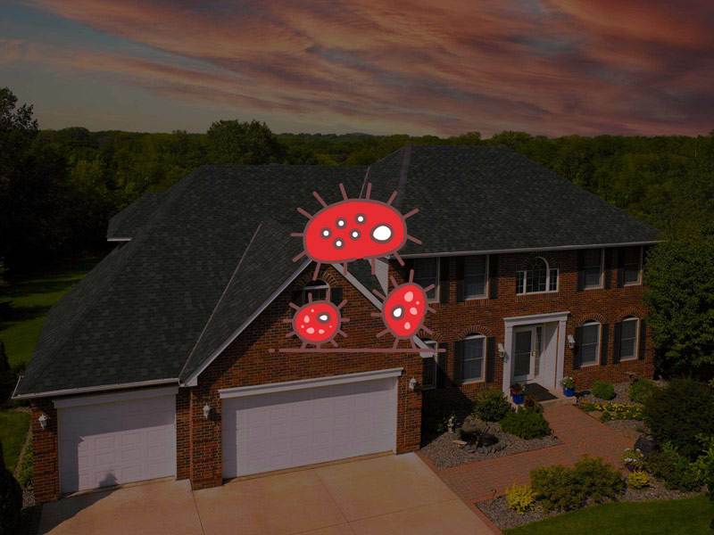 Lichen on Roof Removal: Preventing Growth