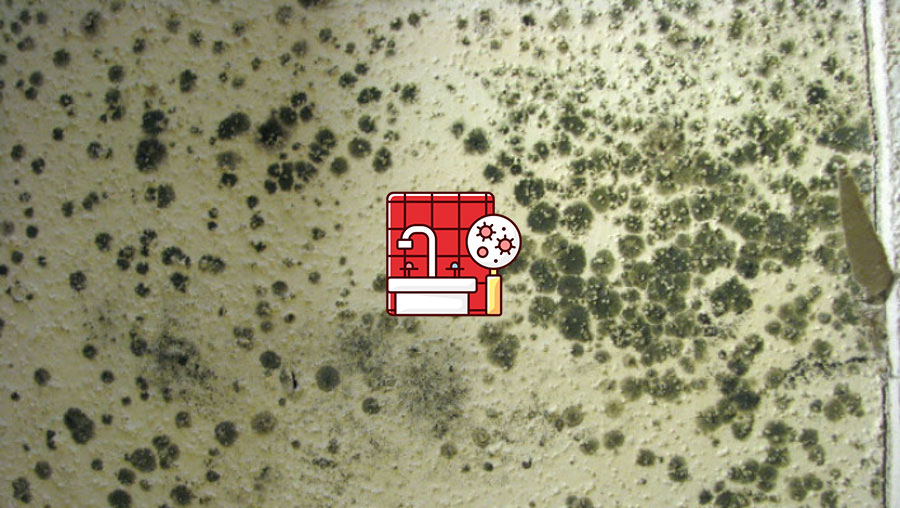 mold in your walls