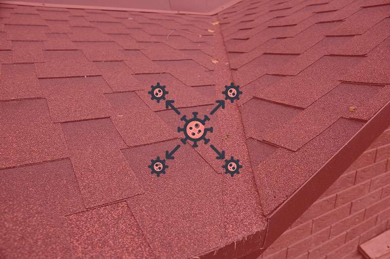 Is Mold From a Leaky Roof Dangerous? : A Guide By RNC Roofing